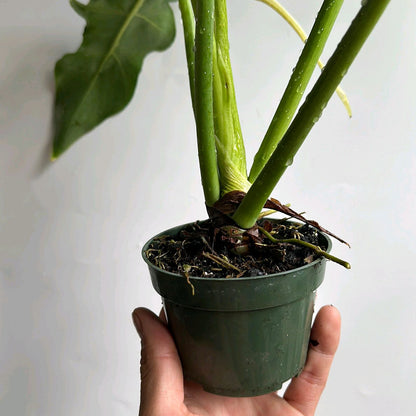 Philodendron Bob Cee Green on green variegation 6"